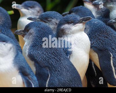 Calm leisurely Australian Little Penguin flock in pristine beauty. Stock Photo