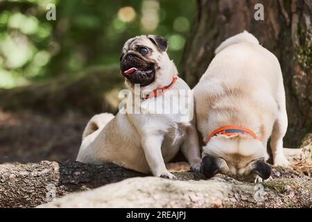 Two young pug dogs playing in the forest. Selective focus Stock Photo