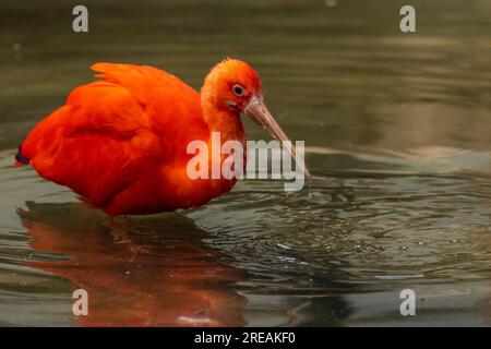 Beautiful Scarlet Ibis, one of the two national birds of Trinidad and Tobago Stock Photo