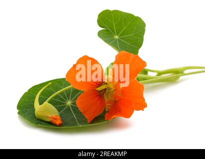nasturtium flower isolated on white background. Stock Photo