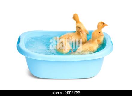 Cute funny little ducklings swim in a small blue basin on a white background. Ducklings bathe. Stock Photo