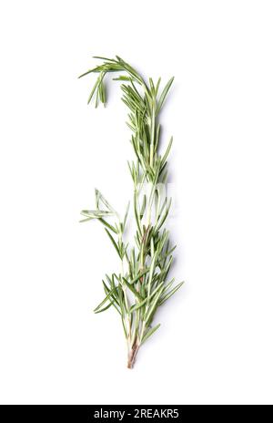 Branch of fresh green rosemary isolated on white background. Fragrant herbs and spices, medicinal herbs. A sprig of rosemary. Stock Photo