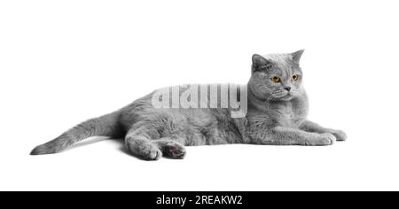 British blue cat with big orange eyes lies on a white background. Purebred gray cat on white isolated. Stock Photo