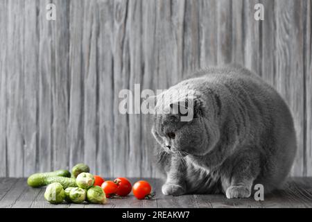 The cat eats vegetables. Healthy nutrition of a thoroughbred cat. Scottish shorthair on a diet. Fat pet. Obesity of a cat and transfer to a diet. Stock Photo