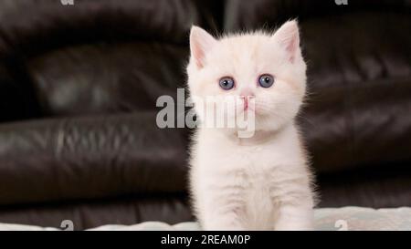 Fluffy cream kitten looking at camera on brown background, front view, space for text. Cute young shorthair white cat with blue eyes Stock Photo