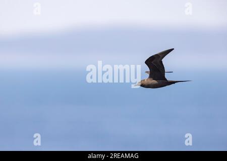 Arctic skua Stercorarius parasiticus, adult in flight, Lunga, Argyll & Bute, Scotland, UK, June Stock Photo