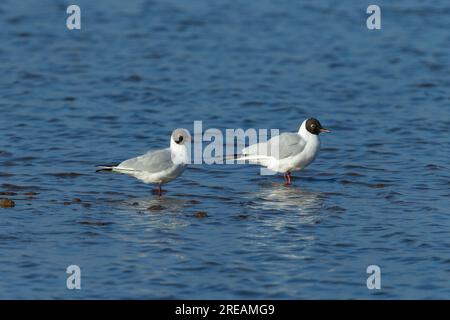 Black-headed gull Chroicocephalus ridibundus, adults standing in shallow lagoon, Frampton Marsh, Lincolnshire, UK, March Stock Photo
