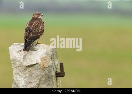 Common buzzard Buteo buteo, perched on post, Berwick Bassett, Wiltshire, UK, January Stock Photo
