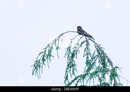 European nightjar Caprimulgus europaeus, adult male curring from top of pine tree, Forest of Dean, Gloucestershire, UK, June Stock Photo