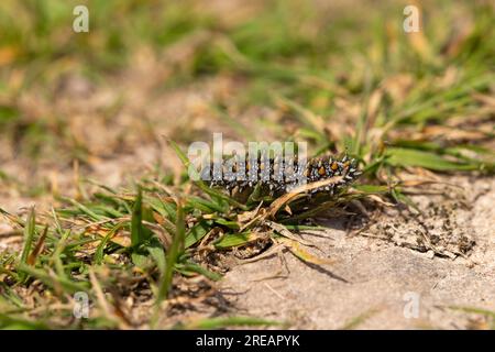 Heath fritillary Melitaea athalia, larva exploring heathland floor, Exmoor National Park, Somerset, UK, May Stock Photo