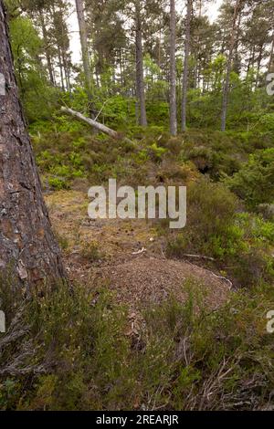 Scottish wood ant Formica aquilonia, colony in pine forest, Anagach Woods, Grantown-on-Spey, Scotland, UK, June Stock Photo