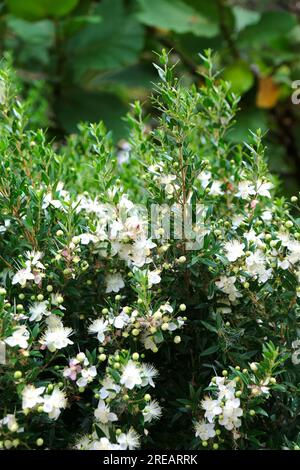 Common myrtle (Myrtus communis) flowering Mediterranean shrub. Stock Photo