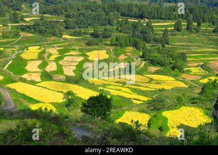 Rice terraces of Hoshitoge Stock Photo