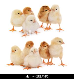 Collage with small cute baby chickens isolated on white Stock Photo