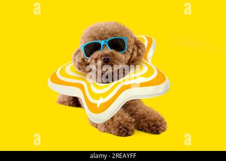 Cute Maltipoo dog with stylish sunglasses and star-shaped swim ring lying on yellow background Stock Photo