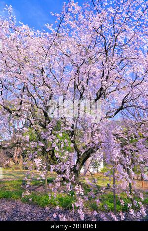 Rikugien Garden of cherry blossoms Stock Photo