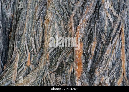 Closeup view of the beautiful pattern of maclura pomifera aka osage orange or mock orange tree bark Stock Photo