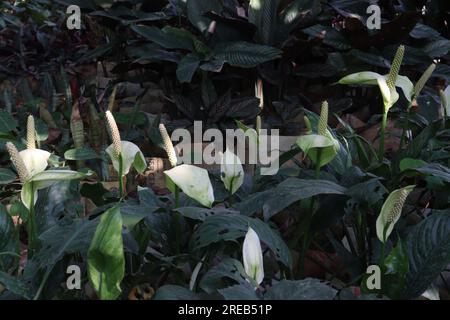 Peace lily spadix flower plant on farm for sell is a cash crops Stock Photo