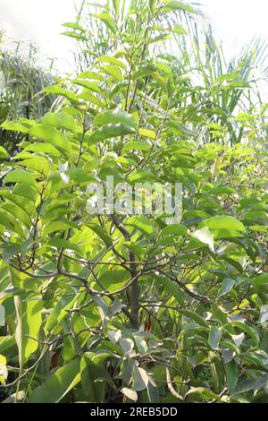 Mimusops elengi tree plant on nursery for harvest Its timber is valuable, the fruit is edible, and it is used in traditional medicine Stock Photo
