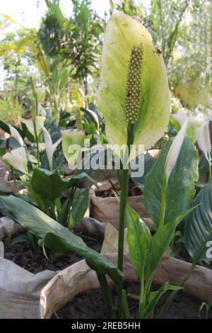 Peace lily spadix flower plant on farm for sell is a cash crops Stock Photo