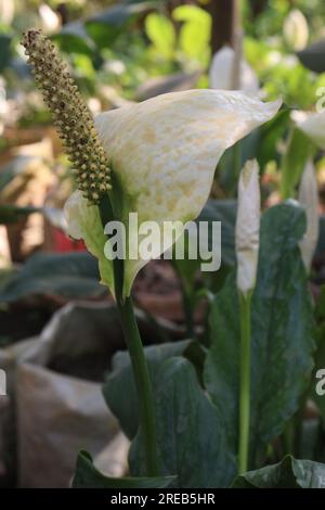 Peace lily spadix flower plant on farm for sell is a cash crops Stock Photo