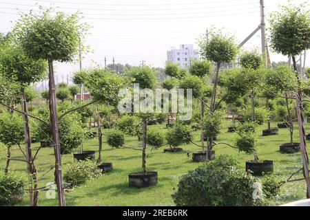 Ficus Topiary tree plant on farm for harvest are cash crops Stock Photo