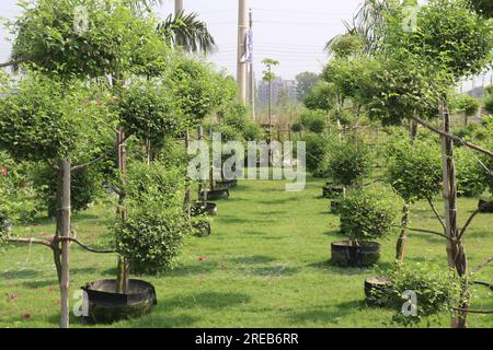 Ficus Topiary tree plant on farm for harvest are cash crops Stock Photo