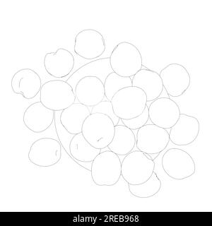 Vector illustration of peach fruit on plate. Half, slice and whole shape of peach, nectarine, apricot, apple. Peaches isolated on white background. Fl Stock Vector