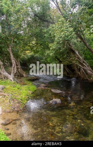 Little Mulgrave River, Peaceful Tree lined river scene, Cairns, Australia. Stock Photo