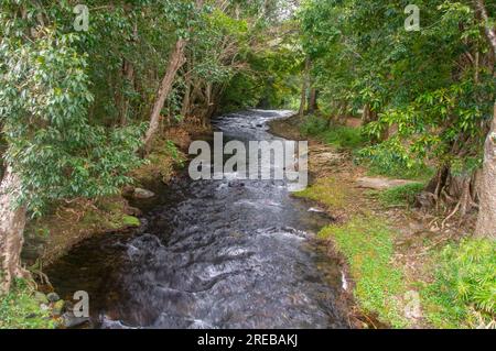 Little Mulgrave River, Peaceful Tree lined river scene, Cairns, Australia. Stock Photo