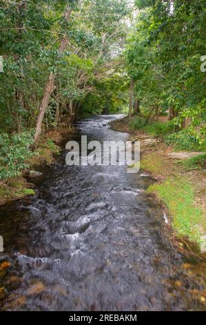 Little Mulgrave River, Peaceful Tree lined river scene, Cairns, Australia. Stock Photo