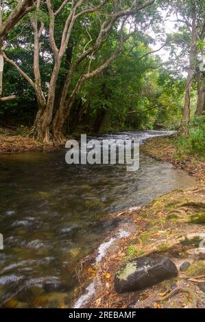 Little Mulgrave River, Peaceful Tree lined river scene, Cairns, Australia. Stock Photo