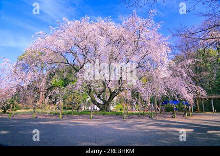 Rikugien Garden of cherry blossoms Stock Photo