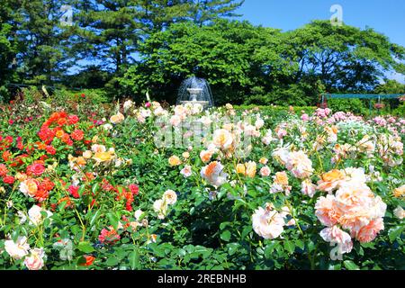 Rose Garden in Hamamatsu Flower Park Stock Photo