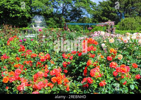 Rose Garden in Hamamatsu Flower Park Stock Photo