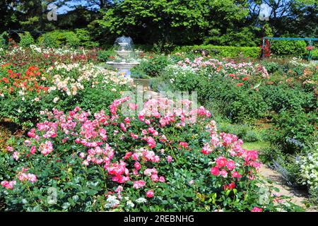 Rose Garden in Hamamatsu Flower Park Stock Photo