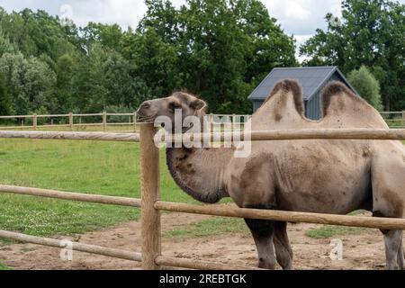 Bactrian camel behind wooden fence in zoo Stock Photo
