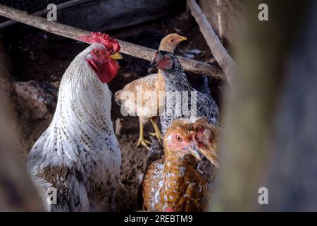 chicken coop, sierra de los Cuchumatanes, Zona Reina, Quiche, Guatemala, Central America Stock Photo