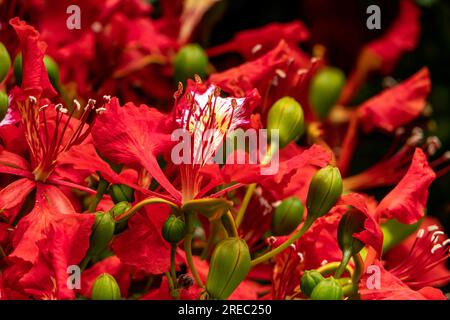 Buds and red flowers of Royal poinciana or Delonix regia or Flamboyant close-up Stock Photo