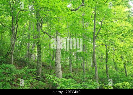 Beech Forest in Shirakami Mountains Stock Photo