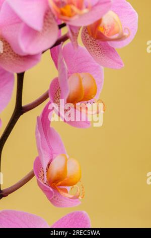 purple orchid, Phalaenopsis, Mallorca, Balearic Islands, Spain Stock Photo