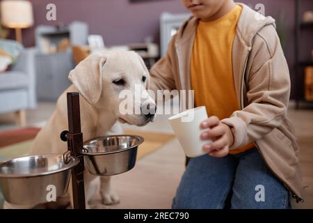 Home food for outlet labrador puppy