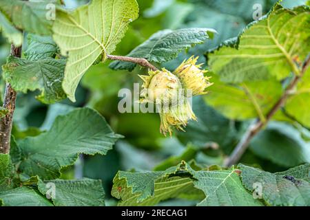 Young hazel, green hazelnut nuts, grow on a tree Stock Photo