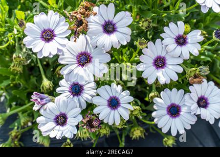 Flowers of Symphyotrichum novae-angliae, Commonly known as New England aster, hairy Michaelmas-daisy, or Michaelmas daisy Stock Photo