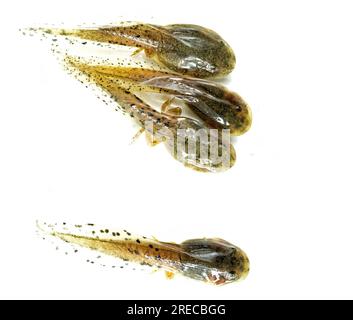 tadpoles, incomplete frog hatchlings, photo isolated on white background in high detail Stock Photo