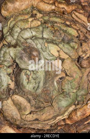 Gnarled Cypress tree stump pattern from directly above. Textured rough wood abstract with aging colors. Stock Photo