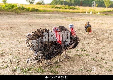 Free range domestic turkeys on village courtyard Stock Photo