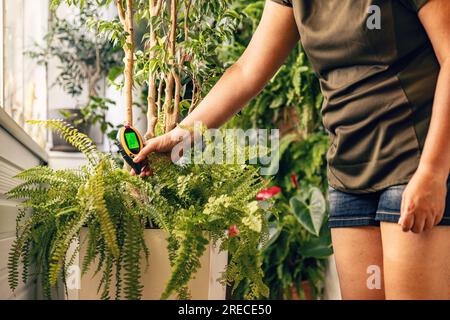 Woman use soil moisture meter to avoid over and under watering. Houseplant care Stock Photo