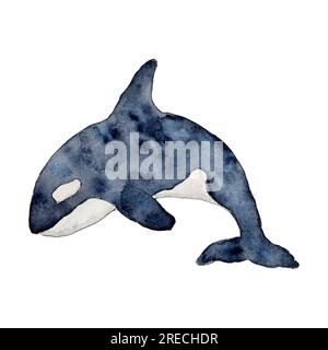 Killer whale or Orcinus orca. Wild inhabitants of the seas and oceans of the Arctic. Hand drawn watercolor line art illustration. Undersea mammal Stock Photo
