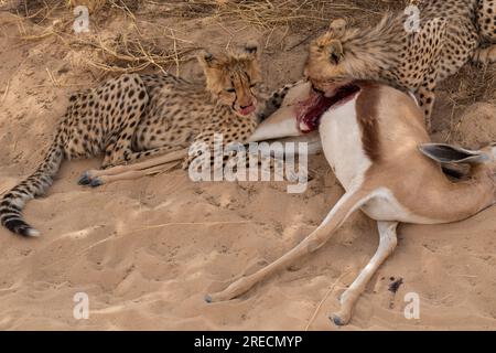 Two hungry cheetah cubs feeding on a springbok that their mother had just caught in the Kgalagadi Transfrontier National Park Stock Photo